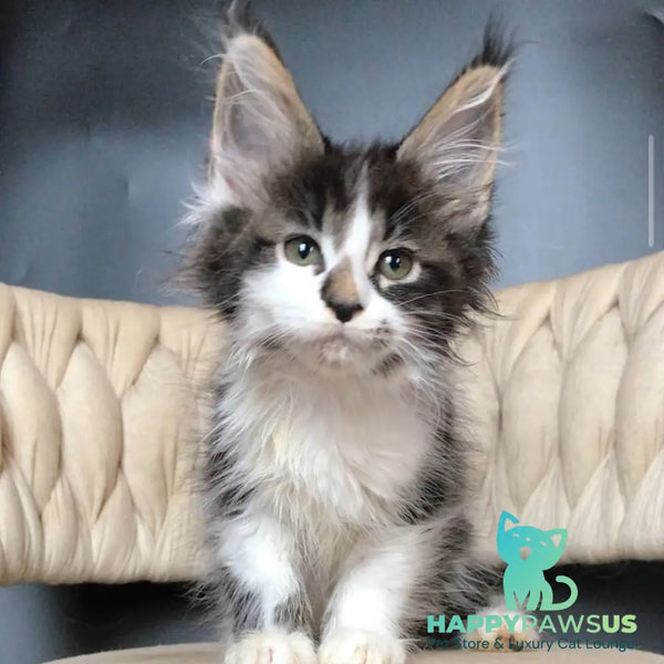 Archi Maine Coon male black bicolour tabby - live animals