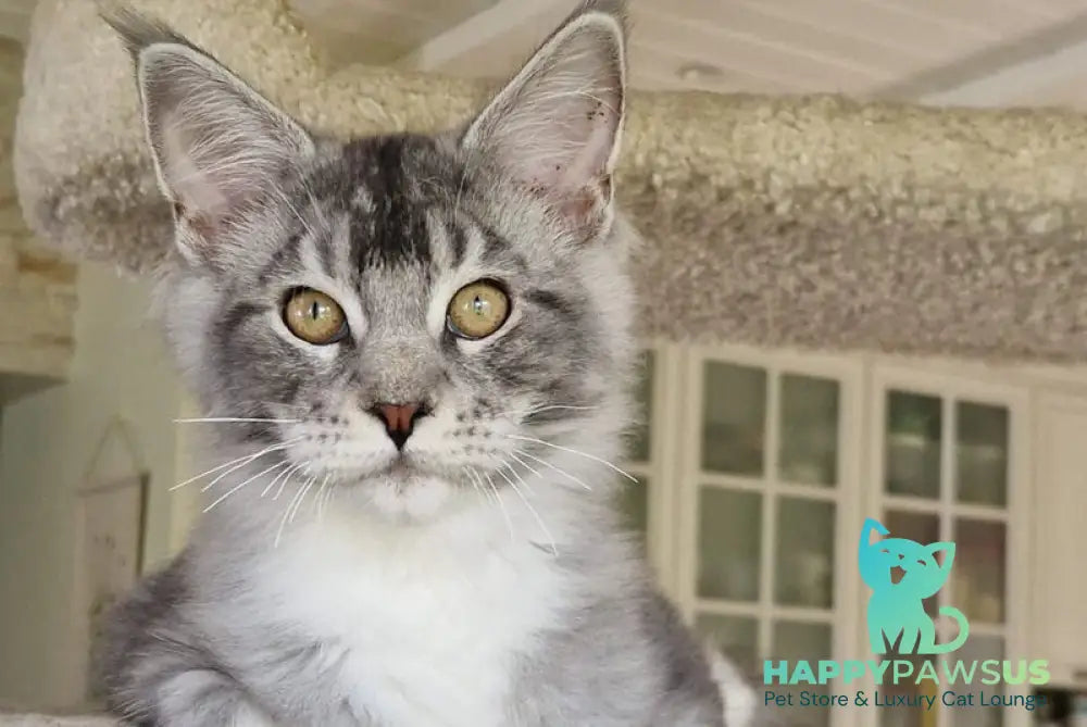 Archi Maine Coon male black silver with white - live animals