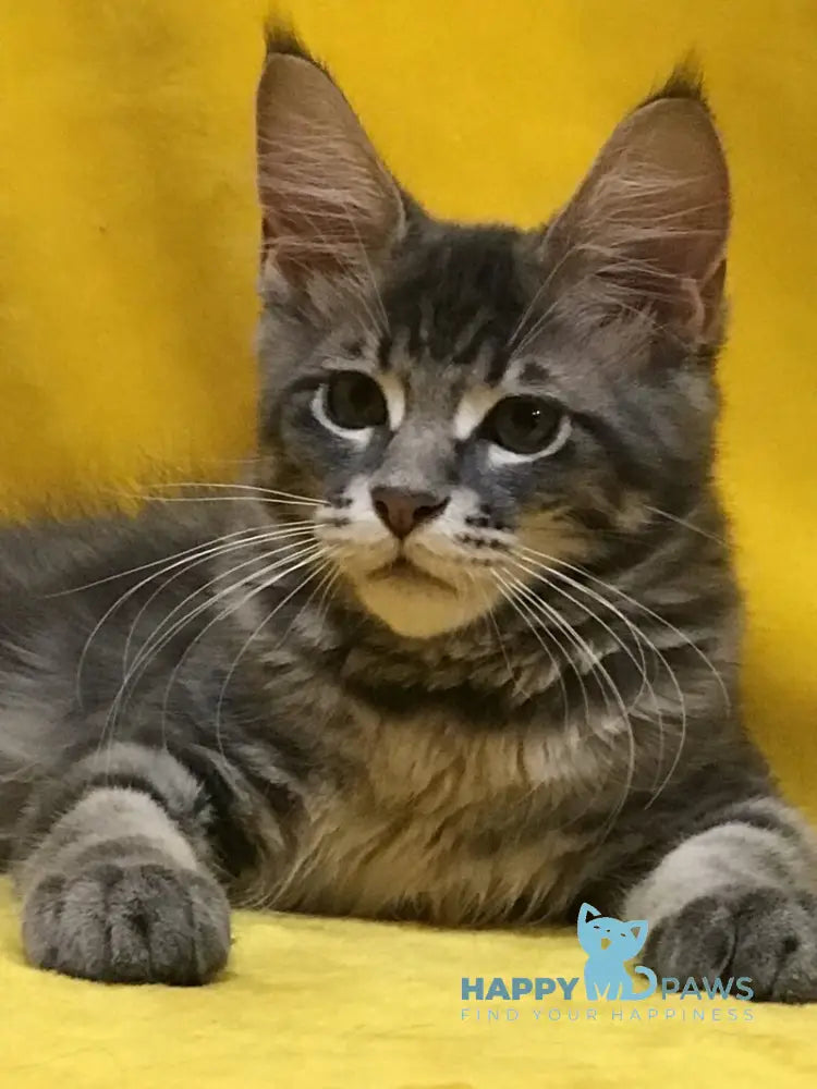 Archi Maine Coon male blue live animals