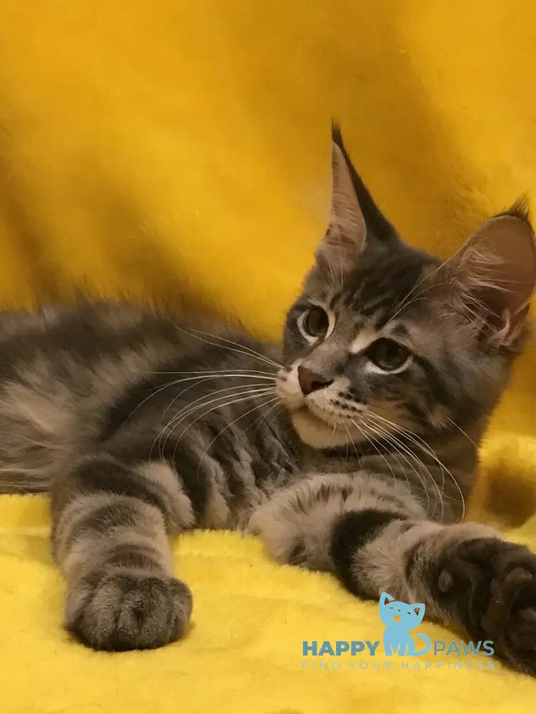 Archi Maine Coon male blue live animals