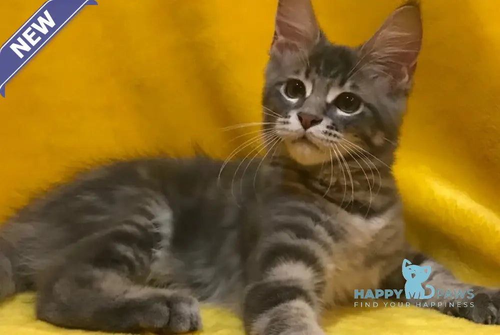 Archi Maine Coon male blue live animals