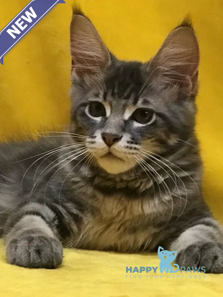 Archi Maine Coon male blue live animals