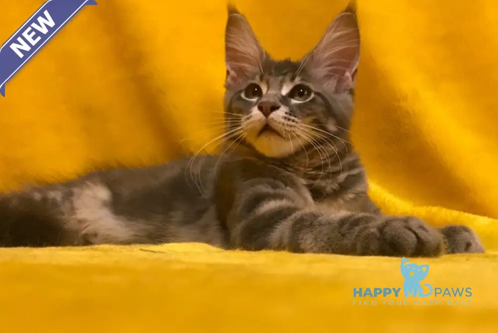 Archi Maine Coon male blue live animals