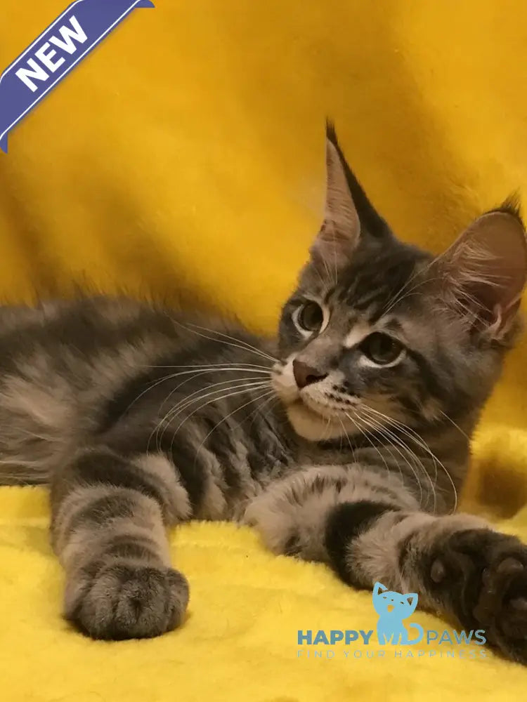 Archi Maine Coon male blue live animals