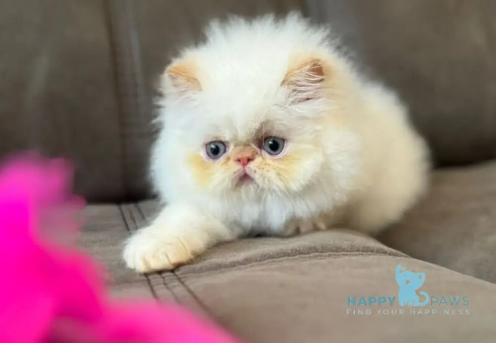 Archi Persian male red pointed live animals