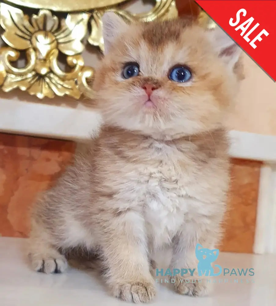 Archibald British Shorthair male black golden shaded live animals
