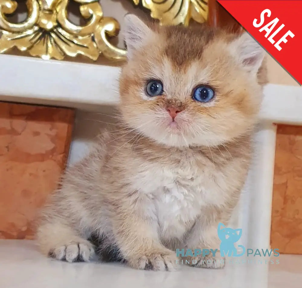 Archibald British Shorthair male black golden shaded live animals