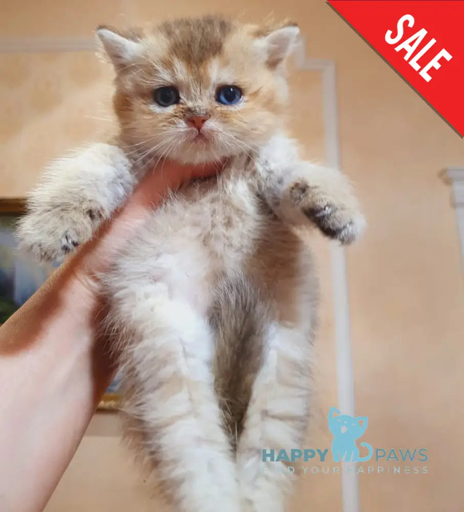 Archibald British Shorthair male black golden shaded live animals