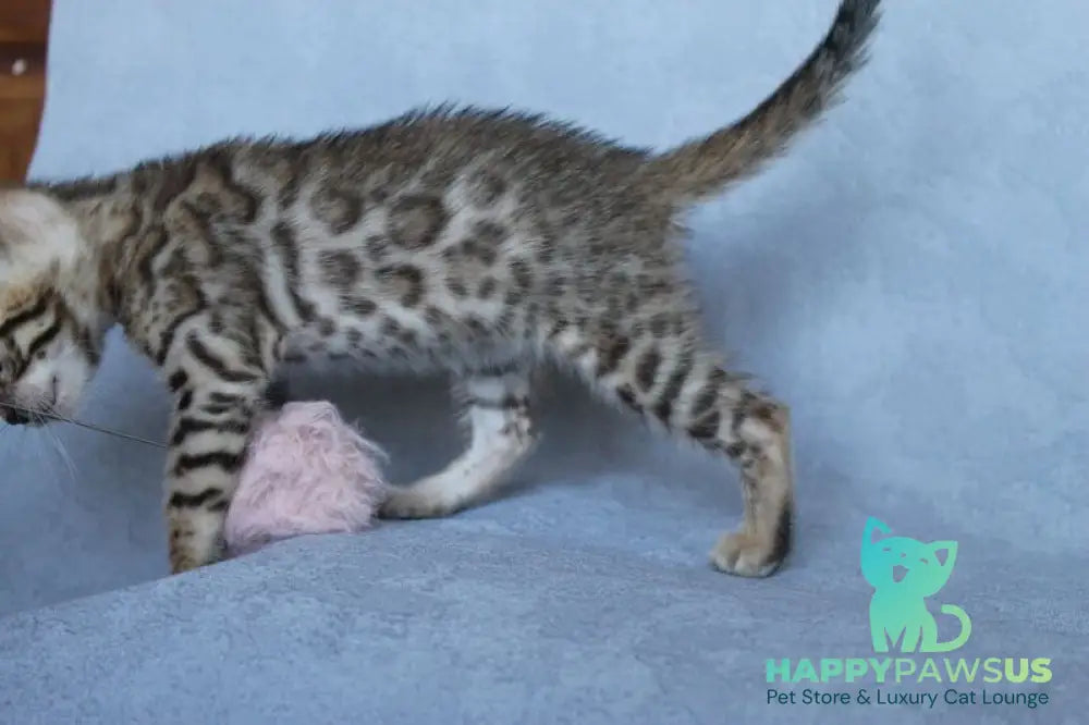 Archie Bengal male black spotted tabby - live animals