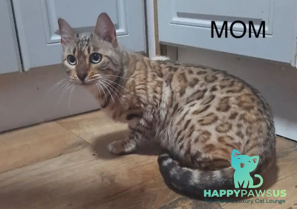 Archie Bengal male black spotted tabby - live animals