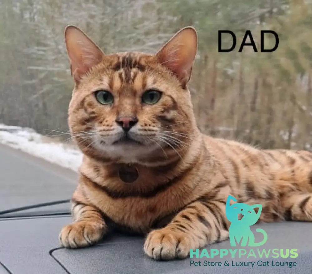Archie Bengal male black spotted tabby - live animals