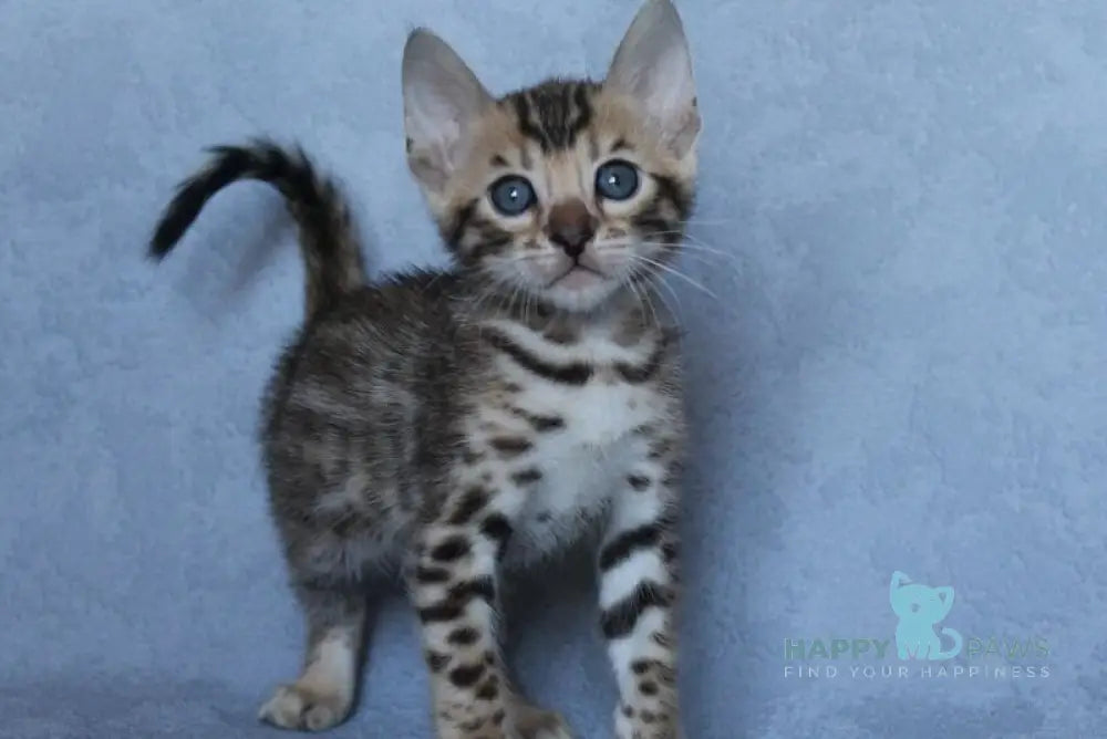 Archie Bengal male black spotted tabby - live animals