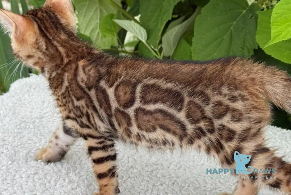 Archie Bengal male black spotted tabby live animals