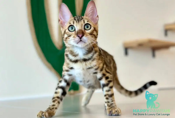 Archie Bengal male black spotted tabby - live animals
