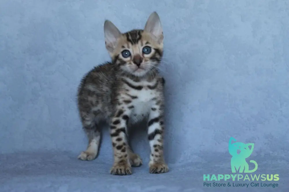 Archie Bengal male black spotted tabby - live animals
