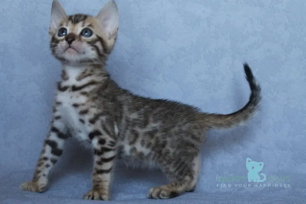 Archie Bengal male black spotted tabby - live animals
