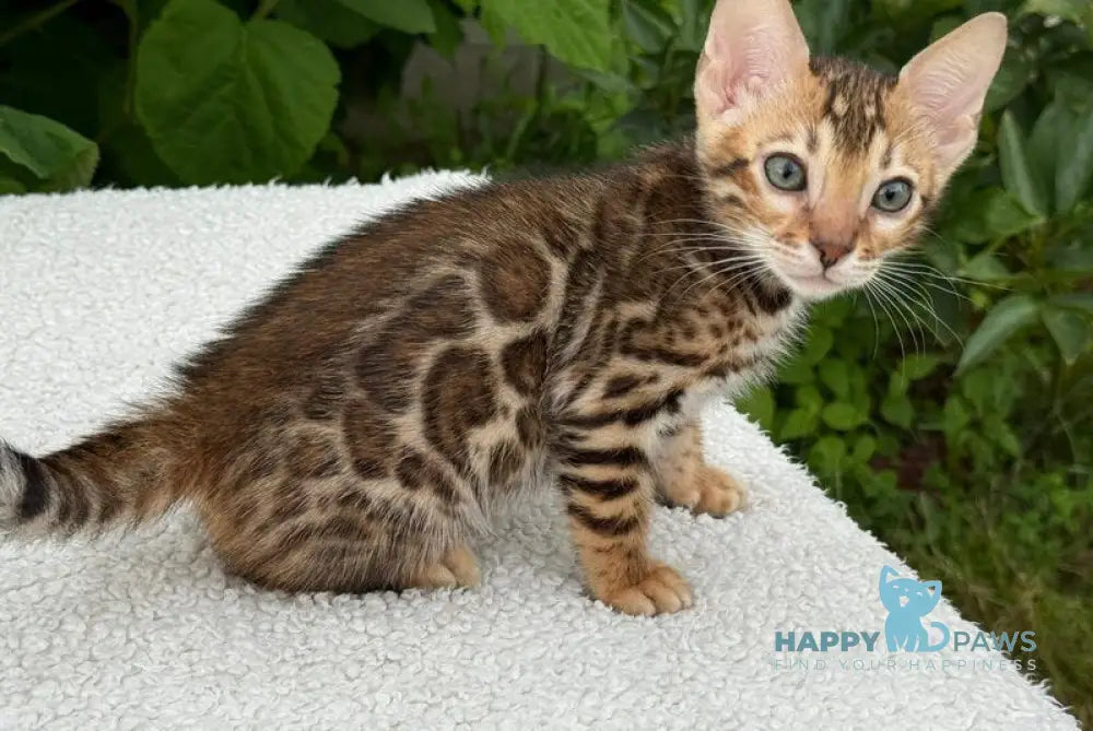 Archie Bengal male black spotted tabby live animals