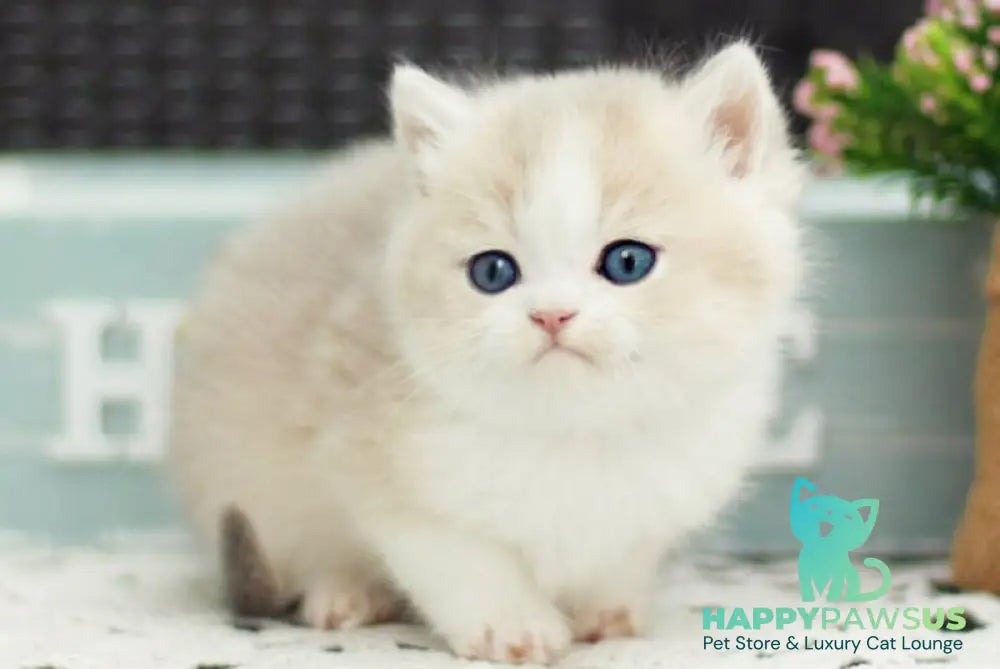 Archie British Shorthair male blue golden shaded bicolour - live animals