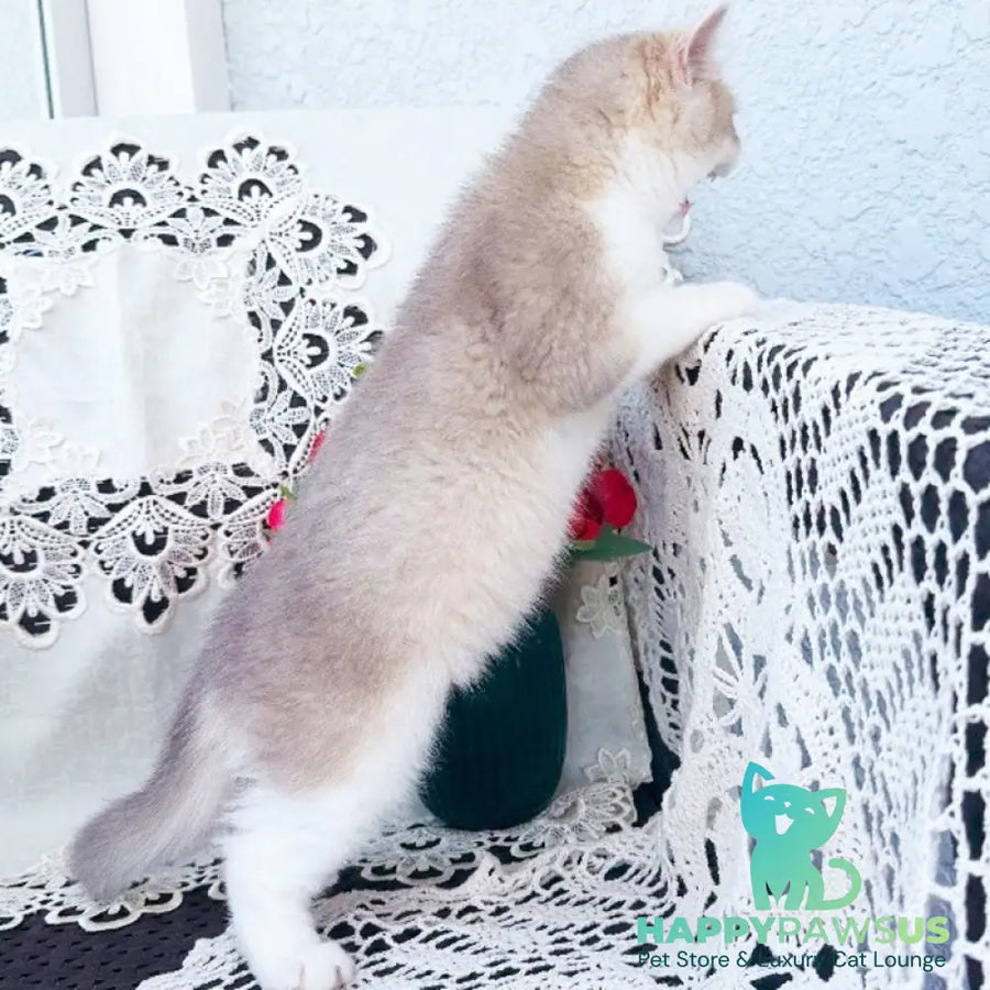 Archie British Shorthair male blue golden shaded bicolour - live animals