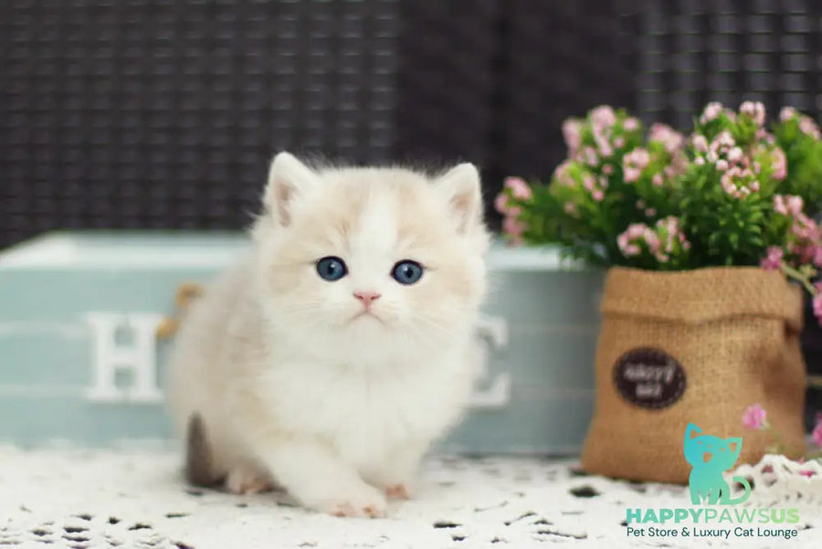 Archie British Shorthair male blue golden shaded bicolour - live animals