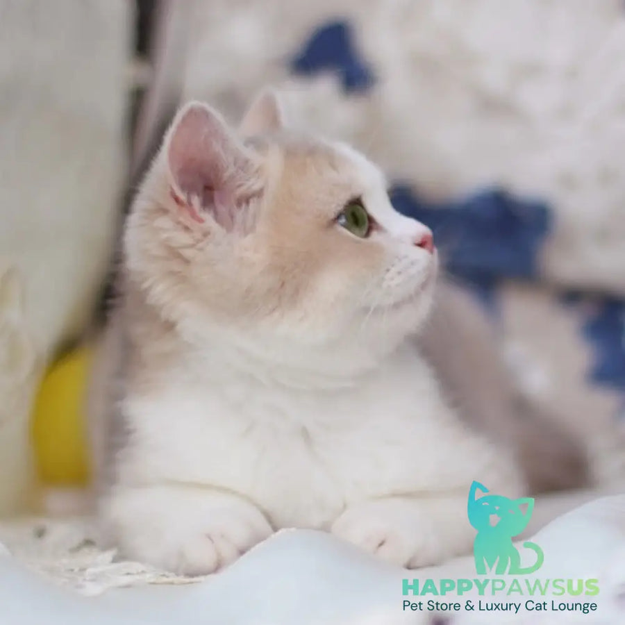 Archie British Shorthair male blue golden shaded bicolour - live animals
