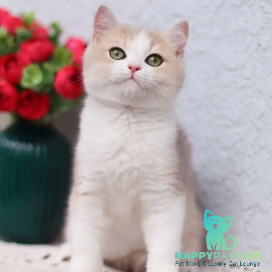 Archie British Shorthair male blue golden shaded bicolour - live animals
