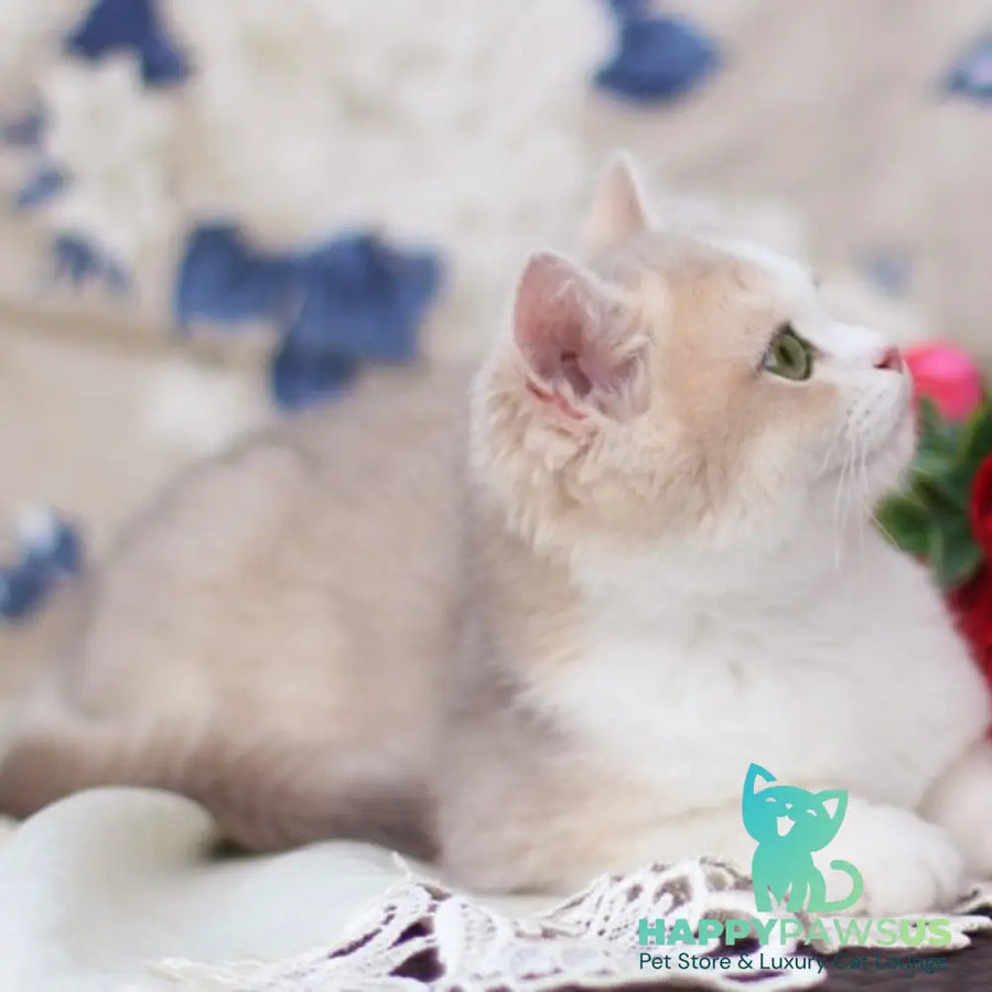 Archie British Shorthair male blue golden shaded bicolour - live animals