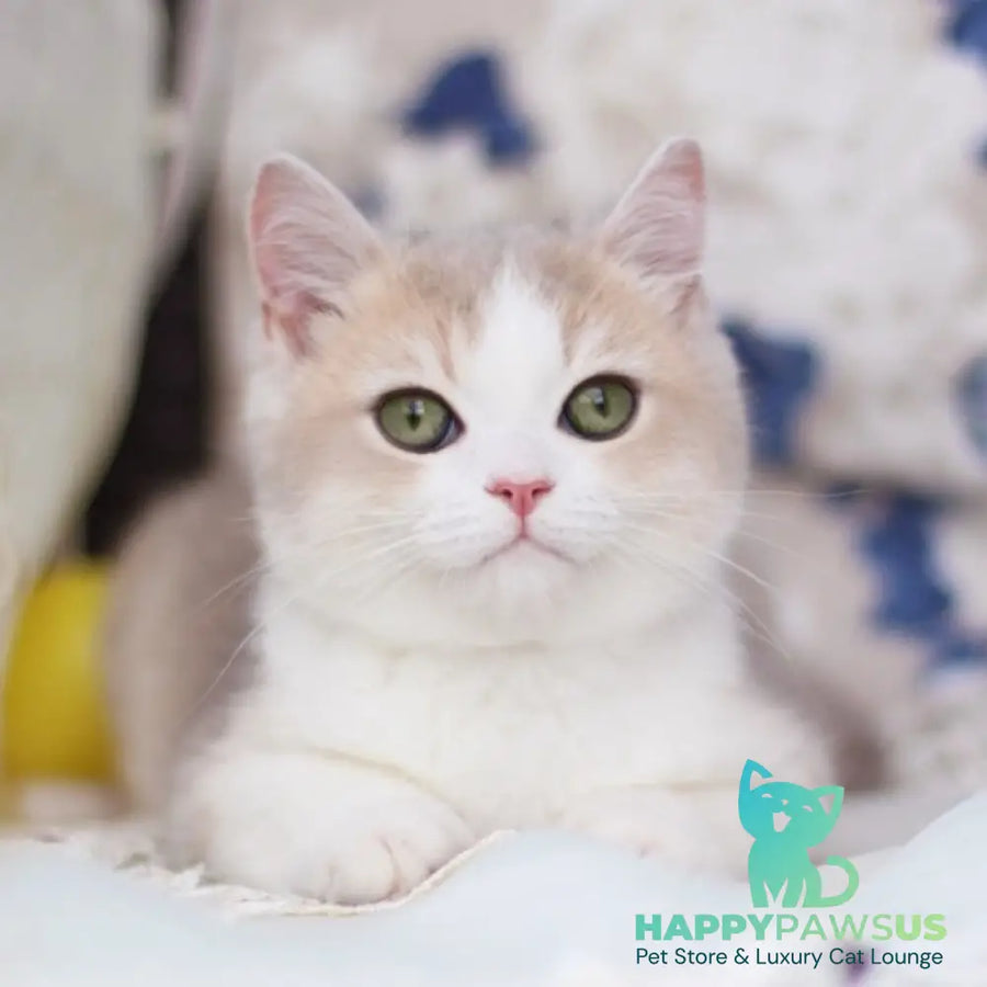 Archie British Shorthair male blue golden shaded bicolour - live animals