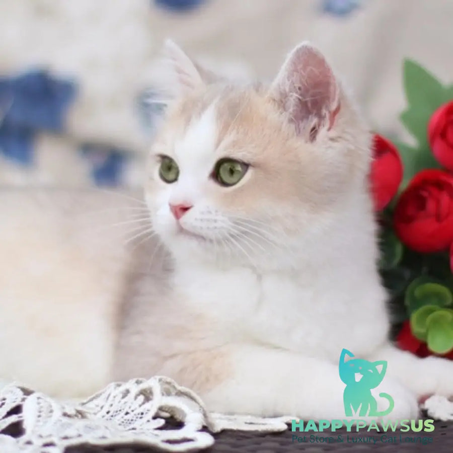 Archie British Shorthair male blue golden shaded bicolour - live animals