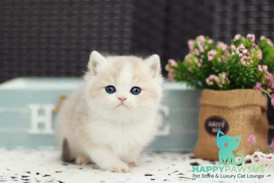 Archie British Shorthair male blue golden shaded bicolour - live animals