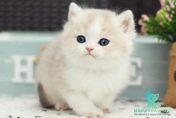 Archie British Shorthair male blue golden shaded bicolour - live animals