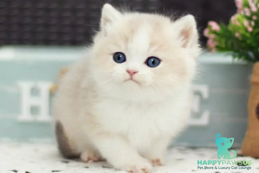 Archie British Shorthair male blue golden shaded bicolour - live animals