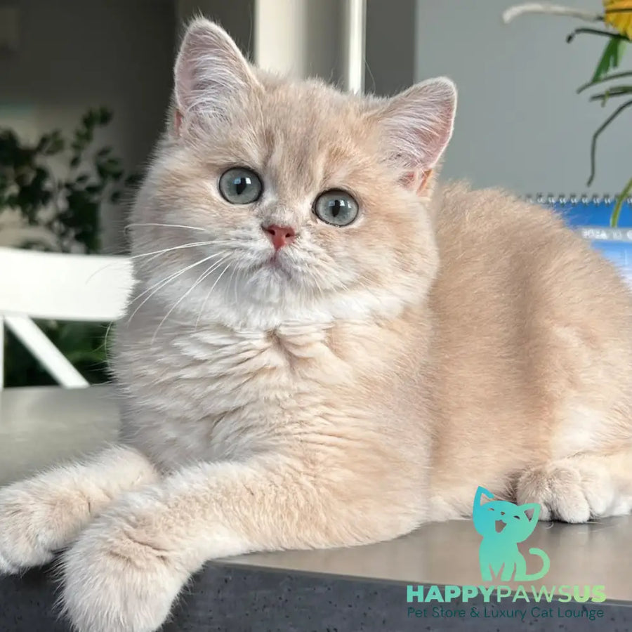 Archie British Shorthair male lilac golden shaded - live animals