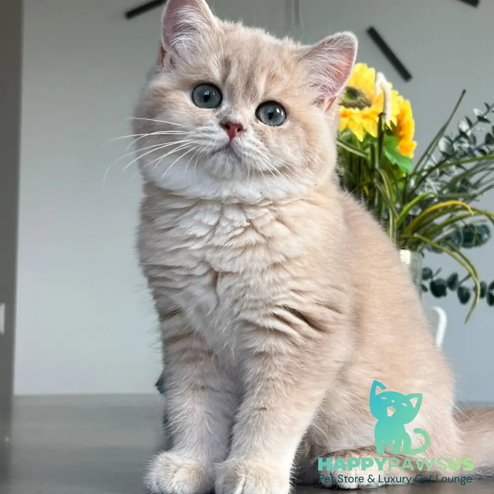 Archie British Shorthair male lilac golden shaded - live animals
