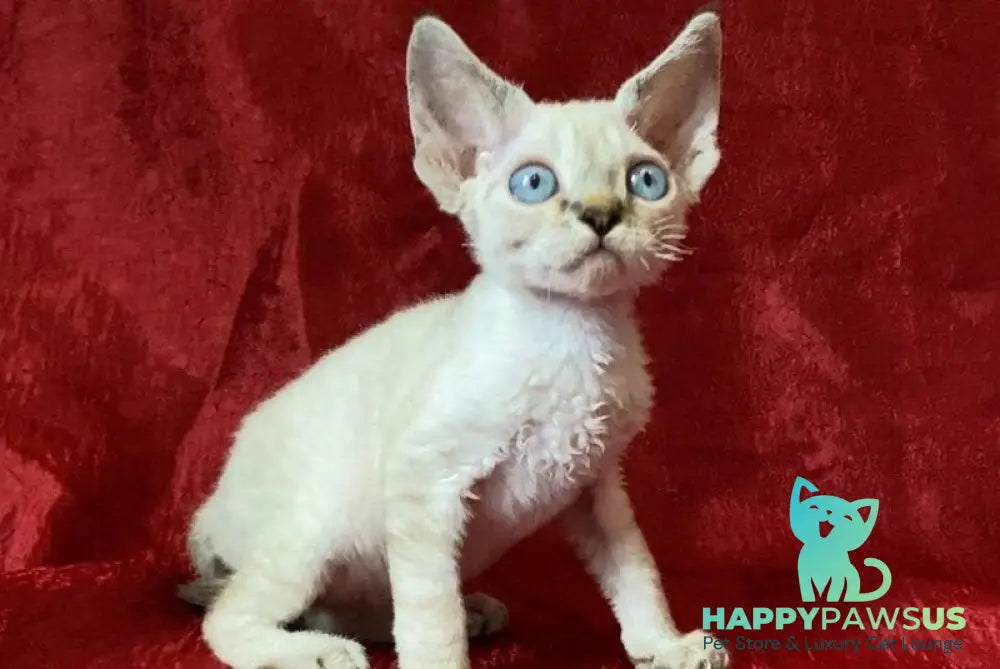 Archie Devon Rex male black tabby pointed - live animals