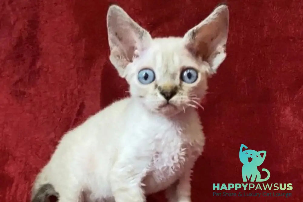 Archie Devon Rex male black tabby pointed - live animals