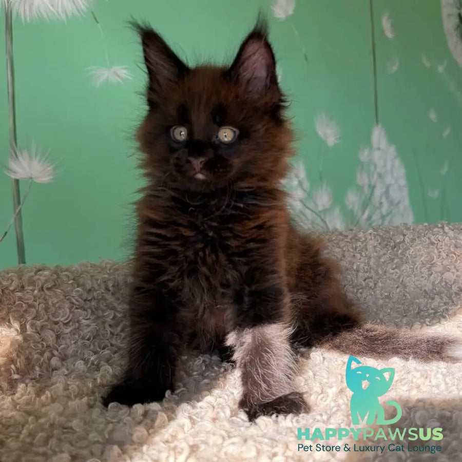 Archie Maine Coon male black with white - live animals