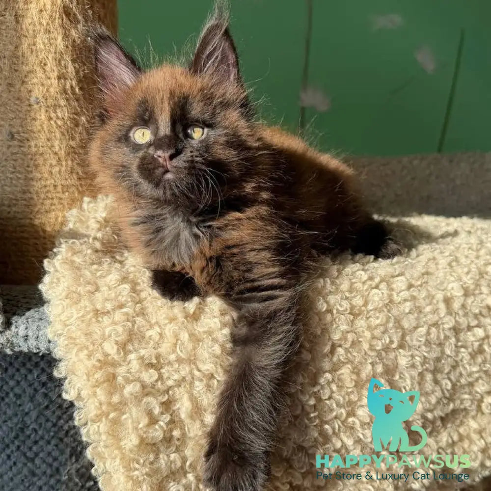 Archie Maine Coon male black with white - live animals