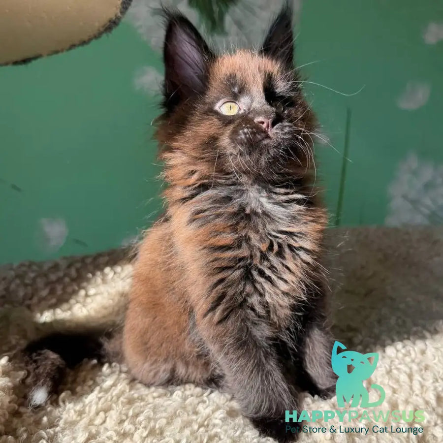 Archie Maine Coon male black with white - live animals