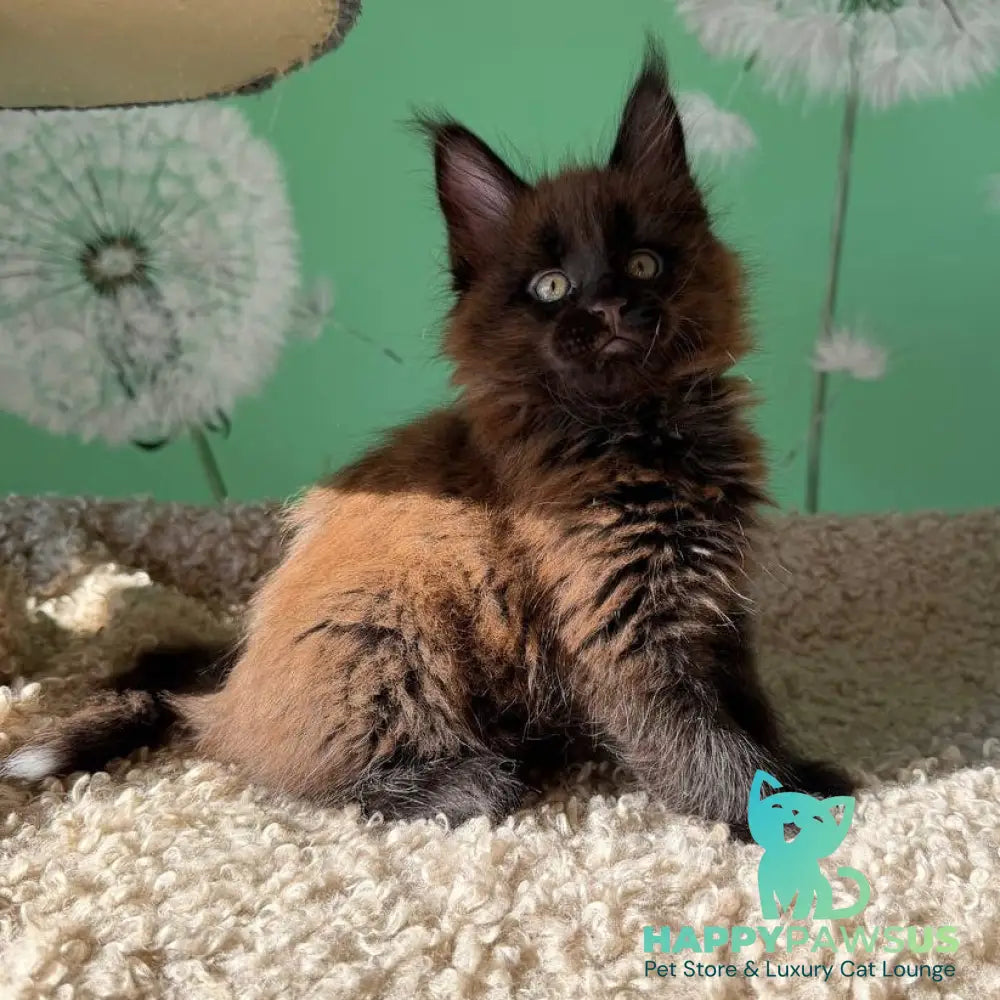 Archie Maine Coon male black with white - live animals