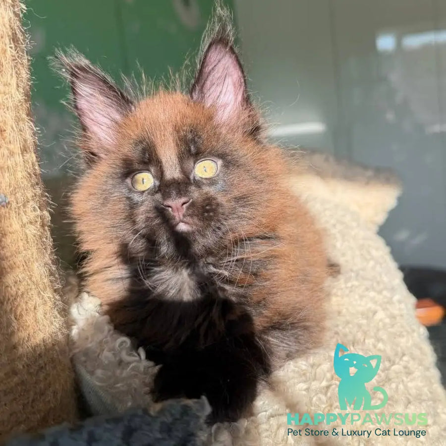 Archie Maine Coon male black with white - live animals