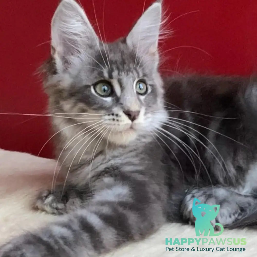 Archie Maine Coon polydactyl 6x6x6x6 male blue silver ticked tabby - live animals