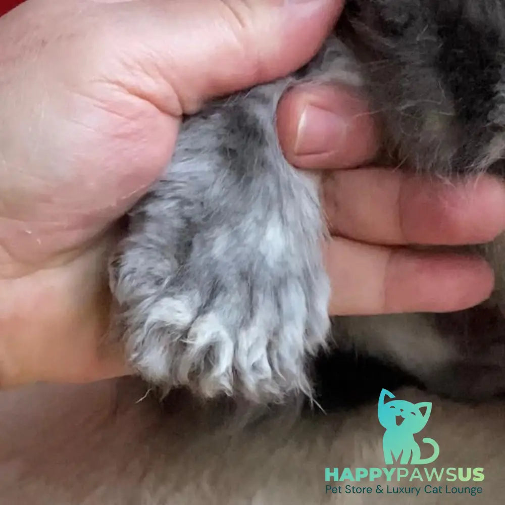 Archie Maine Coon polydactyl 6x6x6x6 male blue silver ticked tabby - live animals