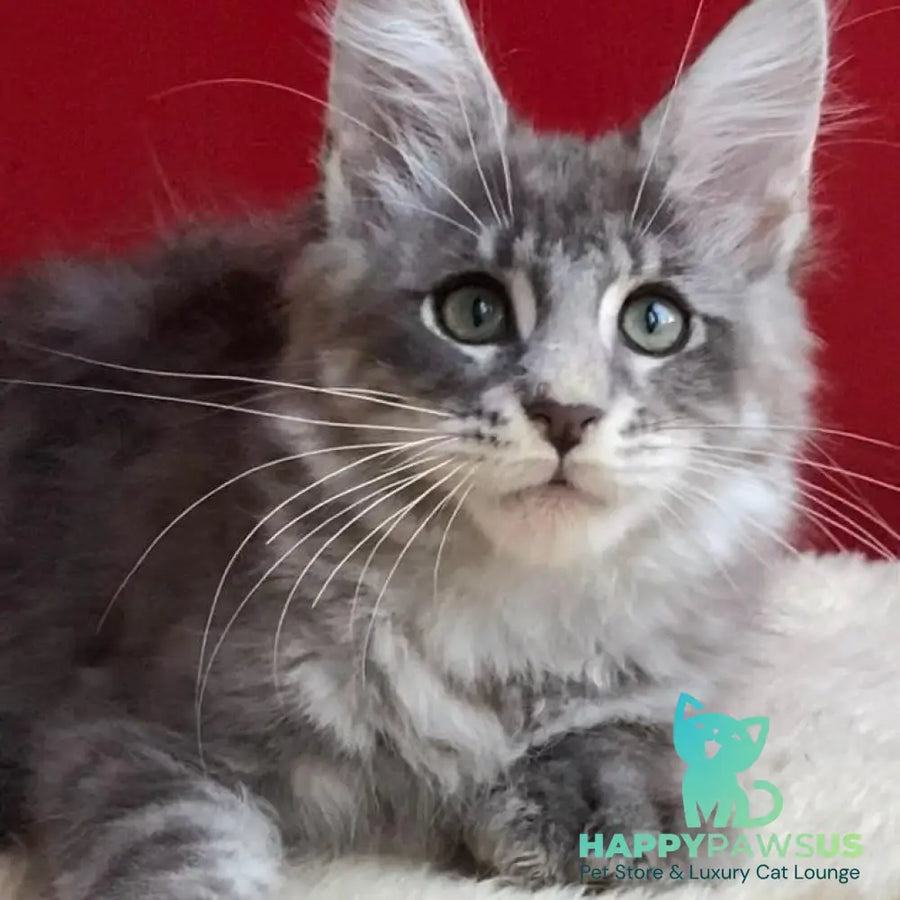 Archie Maine Coon polydactyl 6x6x6x6 male blue silver ticked tabby - live animals