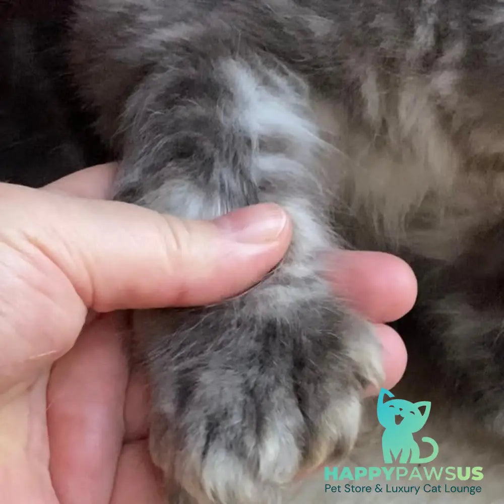 Archie Maine Coon polydactyl 6x6x6x6 male blue silver ticked tabby - live animals