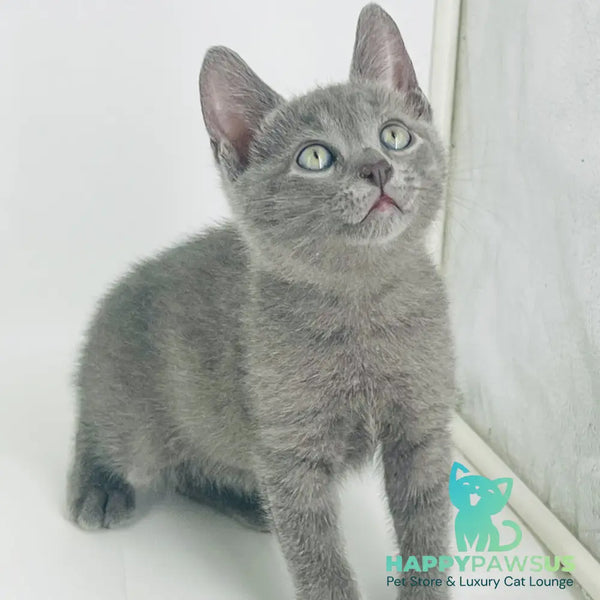 Archie Russian Blue male blue - live animals