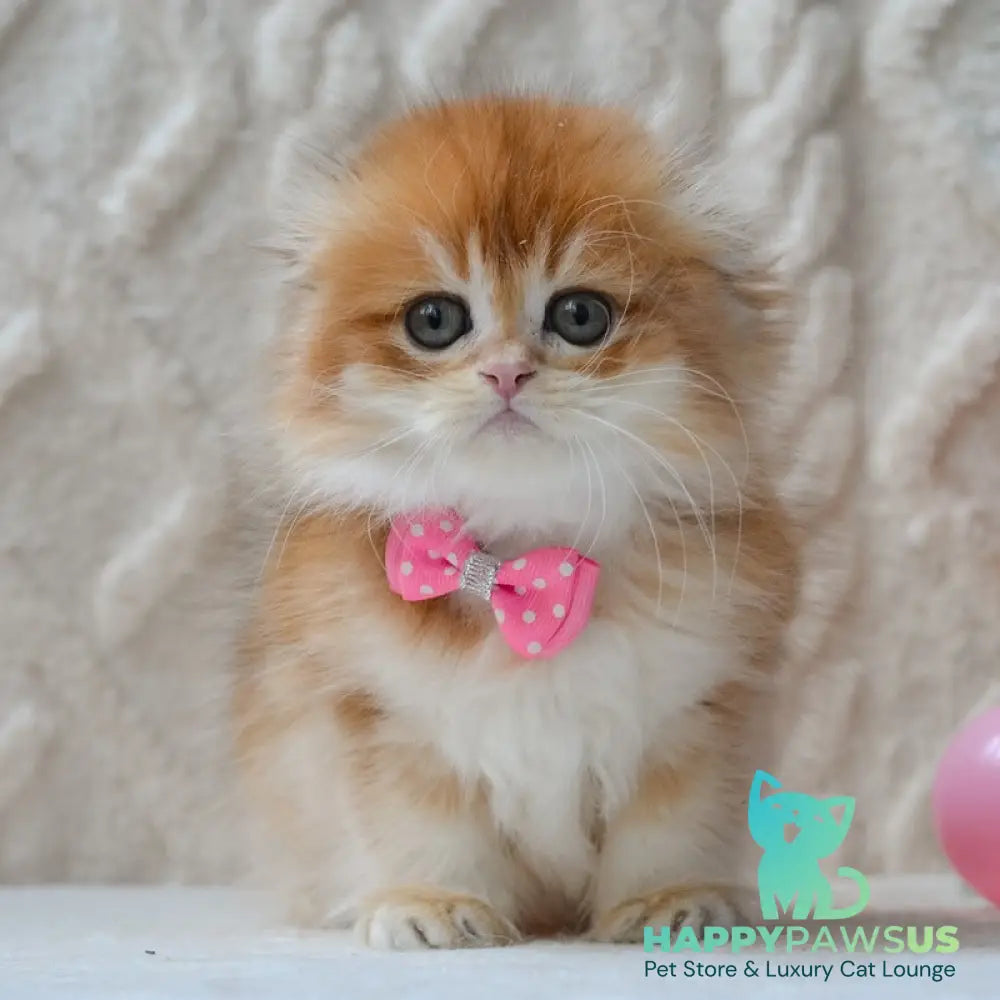 Archie Scottish Fold male black golden chinchilla - live animals