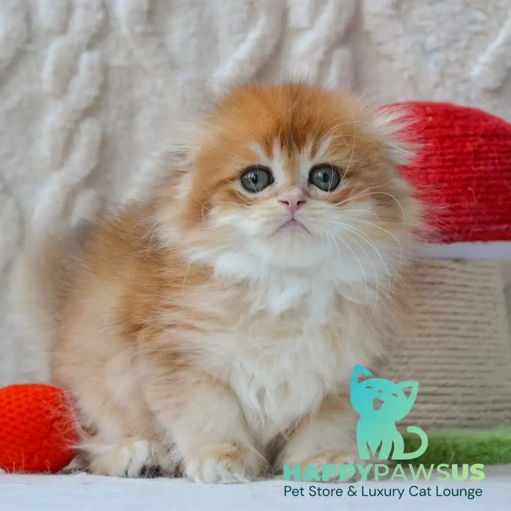 Archie Scottish Fold male black golden chinchilla - live animals