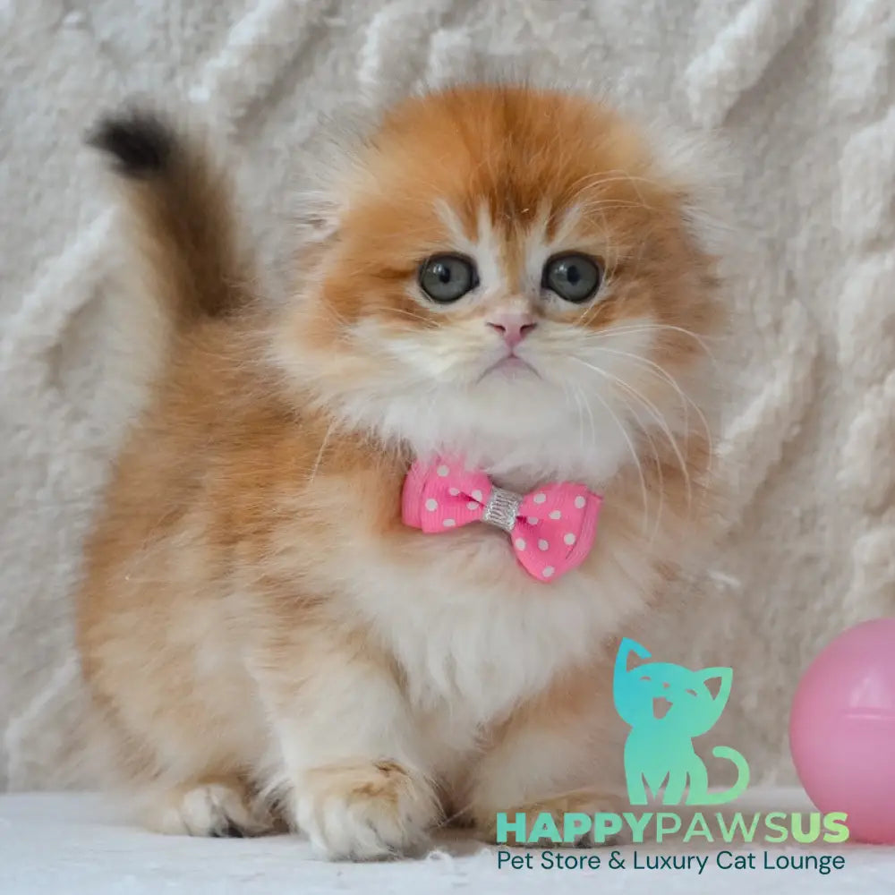 Archie Scottish Fold male black golden chinchilla - live animals
