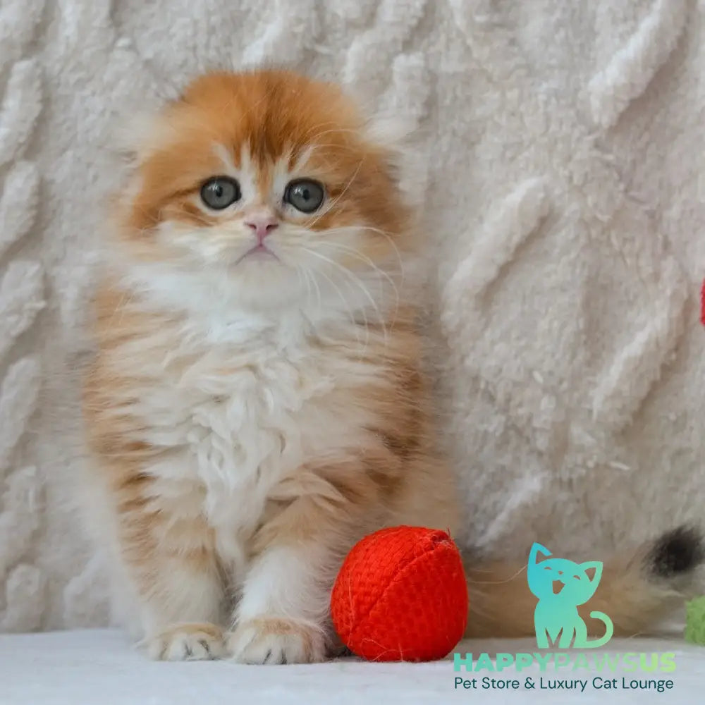 Archie Scottish Fold male black golden chinchilla - live animals